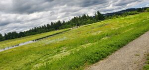 View of a field of grassy wetlands
