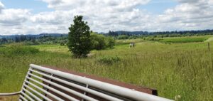 View of rolling grassy hills from a bench